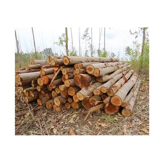 Atacado madeira de eucalipto logs preço da floresta natural