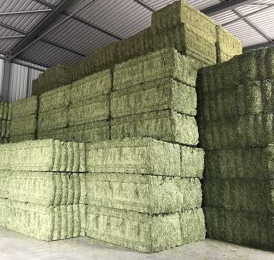 Kiện Silage Alfalfa