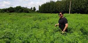 ผงอินดิโก้ออร์แกนิกสีคราม (กึ่งถาวร) พร้อมการทำสีง่าย-ผู้ผลิตในอินเดียสำหรับผลิตภัณฑ์ดูแลเส้นผมเครื่องสำอาง - Product Image 2