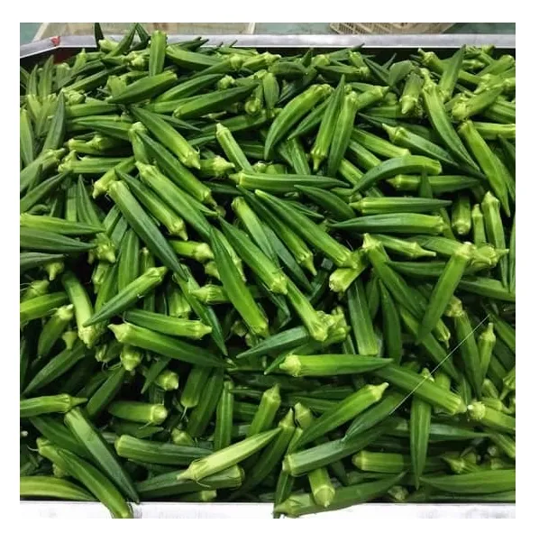 100% Okra di verdure fresche 100% dito organico delle signore di qualità Premium/esportazione fresca di gombo fatta nell'imballaggio della scatola del Vietnam