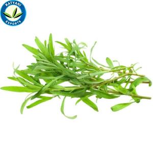 Vente en gros d'huile essentielle d'estragon 100% pure naturelle Prix d'usine Marque privée organique OEM Approvisionnement en vrac Exportation d'utilisations en aromathérapie - Product Image 2