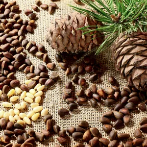 PINE Nuts hight qualität (+ 84-845-639-639 (Whatsapp))