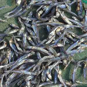 Dried Silver Anchovy/ Dried Sprats sea fish high quality certified by Nafi export Canada