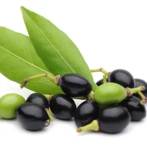 Huile Essentielle de Baies de Laurier Noble 100% Pure et Biologique Certifiée GMP Distillée à la Vapeur – Propriétés Blanchissantes, Raffermissantes et Nourrissantes - Product Image 1