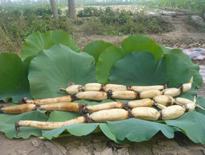 Natural Vietnam FRESH / IQF LOTUS ROOT - Product Image 6