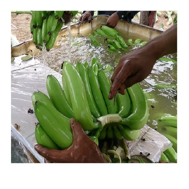 Banana cavenlavavajillas vietnamita 100% fresca, venta al por mayor, para plato de plátano, de exportación a la UE, EE. UU., Corea, China