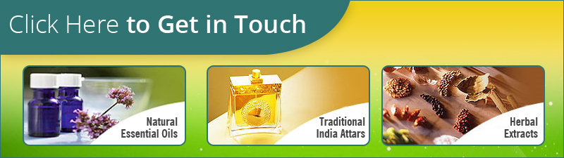 Huge Demand on High Purity Organic Natural Celery Seed Essential Oil Manufacturer