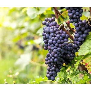 Wholesale <b>Fresh</b> Seasonal Summer Black Sand Giant Peak Seedless <b>Grapes</b> - Product Image 6
