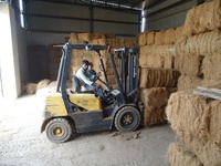 Fibres de coco extraites de coques de noix de coco pour cordes, brosses et produits de rembourrage