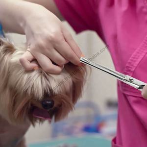 Tijeras de adelgazamiento dental para mascotas, cuidado de mascotas, limpieza y aseo de acero inoxidable, 6,5 pulgadas, 42 - Product Image 6