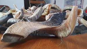 Cuerno de oveja real de alta calidad o cuerno de carnero, compra directa al mayorista, cuerno de oveja natural para la venta de lámpara de sal decorativa para el hogar - Product Image 6