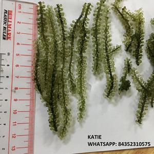 ÉXITO DE VENTAS 2020 Uvas de Mar Deshidratadas/ Alga Lato - Ámbar +84383004939 - Product Image 6