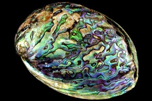 <b>Abalone</b> <b>Shell</b> Blue Polished <b>Abalone</b> <b>Shell</b> Stick Cleansing From Vietanam - Product Image 2