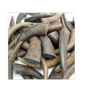 Rouleau de corne de buffle à des prix bon marché et pour la décoration de la maison Fait à la main pour rouleau de corne de buffle et taille personnalisée - Product Image 2
