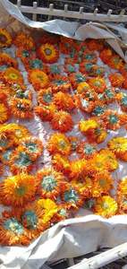Fleur de Calendula séchée brute certifiée ISO22000, récolte égyptienne la plus récente, qualité supérieure, vente chaude - Product Image 3