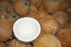 Noix de coco séchée entière BON PRIX DU VIETNAM - Product Image 6