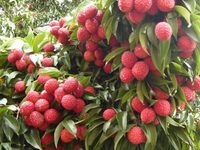 Vietnam Verse Lychee-Beste Prijs Van Het Seizoen