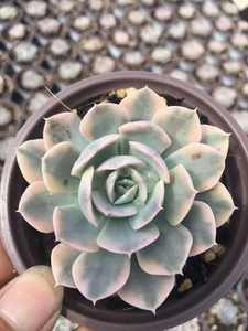 Popular bonito y suculento <span class=keywords><strong>Echeveria</strong></span> runyonii variegata - Product Image 2