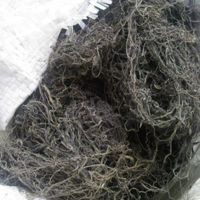 Лучшее качество-Лучшая цена сушеные водоросли GRACILARIA/GRACILARIA-SEAWEED из Вьетнама/Ханы