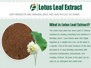 Polvo de extracto de loto puro al por mayor con el mejor precio de alta calidad - Product Image 6