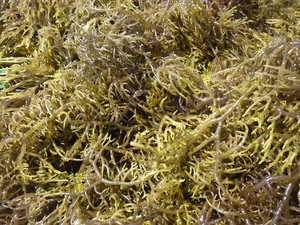 VENTE CHAUDE EUCHEUMA COTTONII ALGUES-COTTONII ALGUES/COUTURE le MEILLEUR PRIX/Ms. Lima - Product Image 4