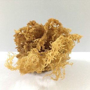 Mousse de mer de haute qualité/eucheuma cottonii/algues salées/Katty - Product Image 3