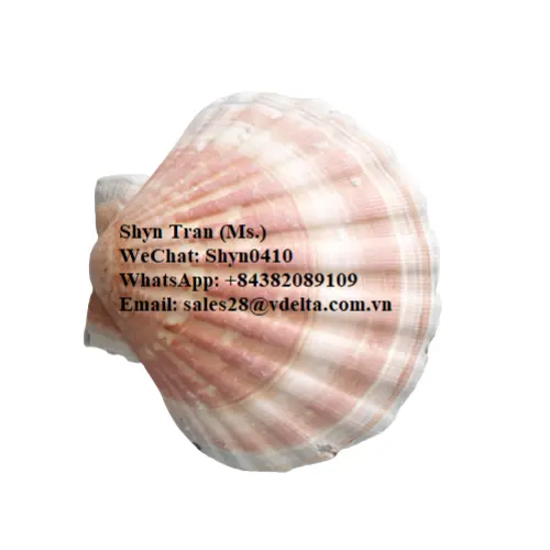 Best Price Sea Shells From Vietnam/ Clean Moon Scallop Shells for Decor-Handicraft Material High Quality/ Shyn Tran +84382089109