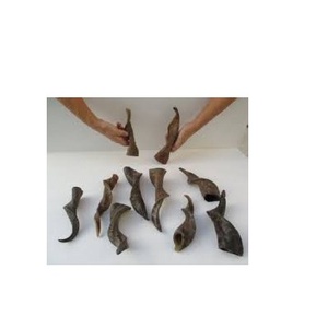 Shofar-cuerno de cabra pulido Shofar, bocina única para tamaño personalizado, pulido a mano, gran oferta - Product Image 1