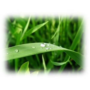 Huile essentielle de Davana à l'arbre à thé pour éliminer les imperfections, fabricant certifié GMP pour l'exportation en gros à prix de gros - Product Image 5