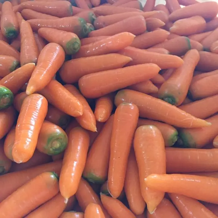 Carota fresca prezzo economico carota esportazione in Vietnam/Jolene HH 84336089155