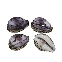 Matériel de coquillages de cauris tigrés, coquillages de cauris en gros