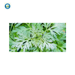 2021 Aceite esencial de ajenjo puro de calidad superior más vendido para clientes mayoristas - Product Image 1