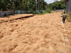 HIGH QUALITY DRIED COCONUT <b>FIBER</b> /COCONUT COIR /COCONUT BUNDLE VIET NAM Ms. Laura - Product Image 2