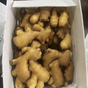 Gingembre biologique vieilli d'Afrique du Sud en vente au meilleur prix - Product Image 1