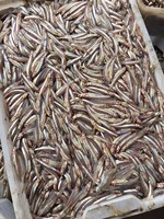 Anchois/Sardines Congelés BQF Entiers Naturels en Vrac du Vietnam – Prix Compétitif pour le Marché Africain – Grade A 5-7cm