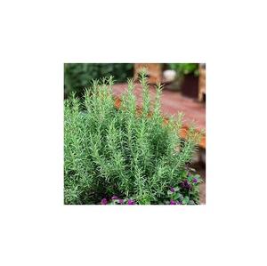 Feuilles de romarin séchées en vrac, 2022, haute qualité, du Vietnam - Product Image 4