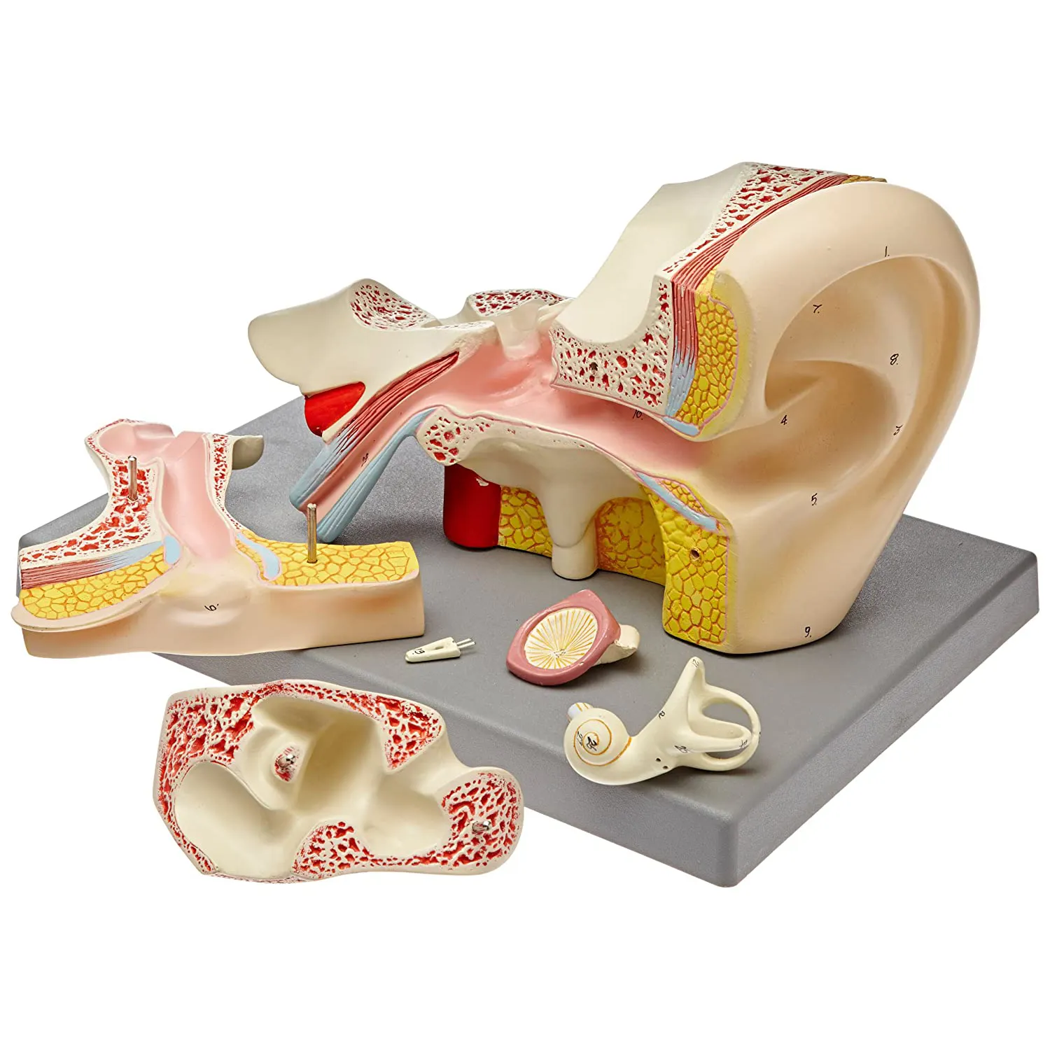 Modelo de oreja humana, 4 veces agrandados, 5 piezas, suministros de Laboratorio de Biología, modelo de enseñanza para estudiantes, extrema