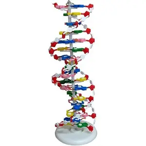 D.N.A. Modell Kit bunte Basen schnappen zusammen in der richtigen Reihenfolge drei dimensionales Modell der DNA Laboratory Use