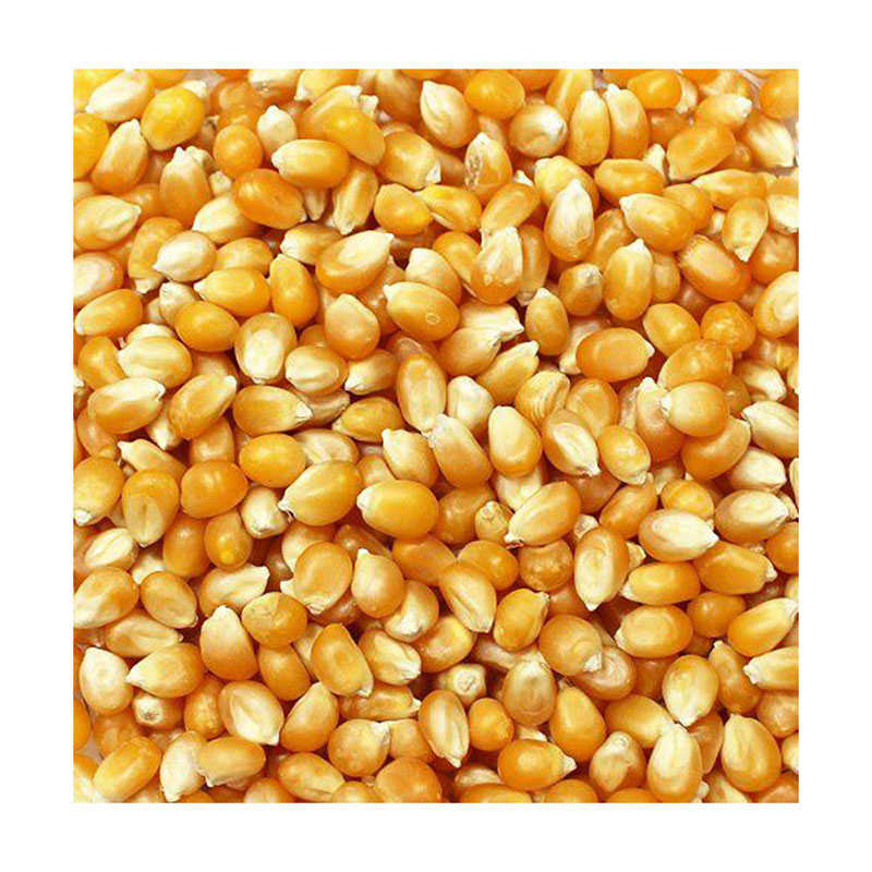 bulkdriedindiancorn