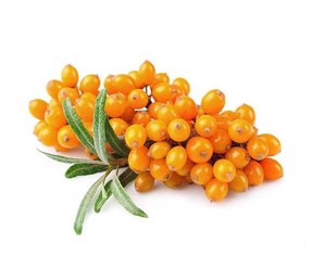 100% tự nhiên <span class=keywords><strong>seabuckthorn</strong></span> chiết xuất đông khô đông khô cây hắc mai biển bột - Product Image 4