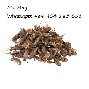 Grillo de frozen seco de alta proteína, 100% orgánico, MS May + 84 904183651 - Product Image 4