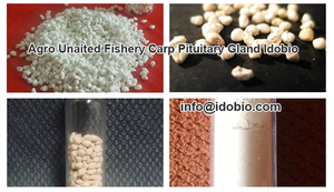 Extracto de carpas Pituitary, Cyprinus <span class=keywords><strong>carpio</strong></span>/cyprainidae - Product Image 3