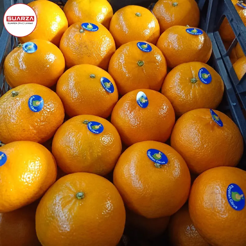 Großhandel gefrorene frische Mandarine Zitrus orange/Nabel Orangen, Valencia, Mandarine,
