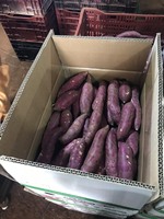 Patates douces violettes fraîches, culture non-OGM, origine Vietnam (Dak Lak), paquet de 10 kg, taille 15 cm, durée de conservation 90 jours, stockage à froid