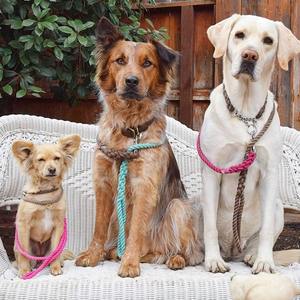 New Style Hot Selling High Density Nylon Pink and Grey Dog <b>Leash</b> Rope <b>Leash</b> Hand Dyed Dog <b>Leash</b> for Wholesale - Product Image 2