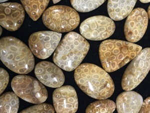 Tự Nhiên Hỗn Hợp Hình Dạng Hóa Thạch San Hô Cabochon - Product Image 4