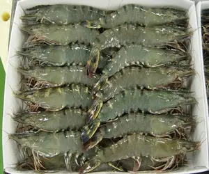 Crevettes/herbes du tigre blanc/noir, 1 pièce, déguisement de cannebroche