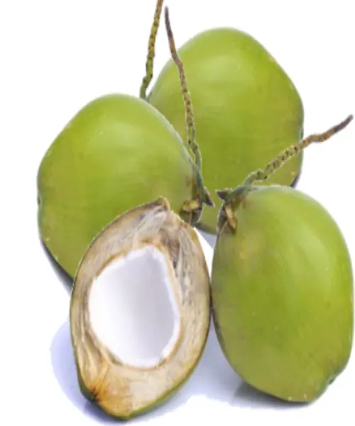 말레이시아 코코넛 농업 고품질 최고의 브랜드 도매 Thien Phuc 회사 열대 자연