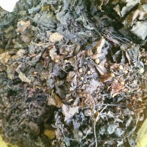 Algues sargasses séchées/poudre d'algues sargasses pour l'alimentation animale et les engrais Mme Lily - Product Image 3