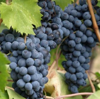 Graines de raisin biologique de mars 8% frais et humides